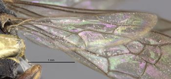 Media type: image;   Entomology 26776 Aspect: Wing hind